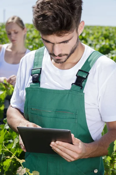 ブドウ畑でタブレットを使っている若い男性農家は — ストック写真