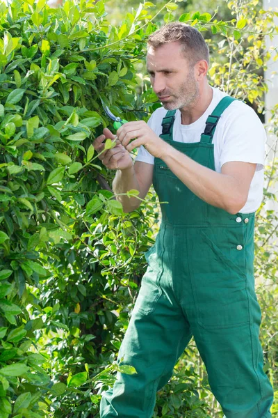 Jardín Usando Tijeras Para Cortar Ramas — Foto de Stock