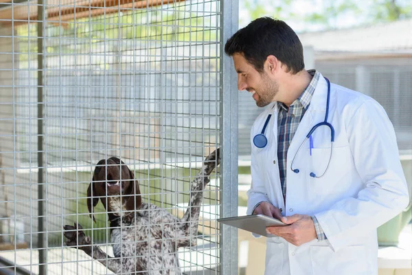 Vétérinaire Mâle Tenant Tablette Numérique Chien Contrôle Cage — Photo