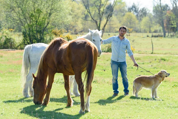 Hombre Con Perro Los Caballos Mascotas Plomo Campo — Foto de Stock