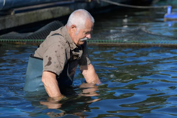 Oesterproducent Taille Diep Het Water — Stockfoto