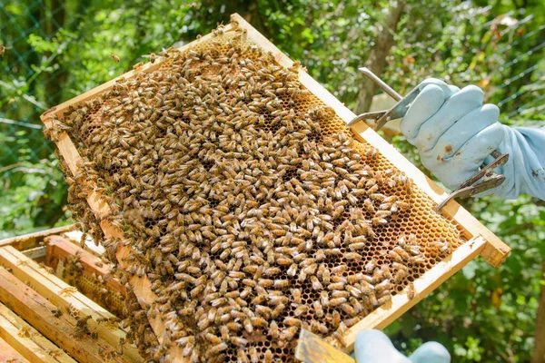 Zengin Bir Bal Peteği Çerçevesini Kapat — Stok fotoğraf