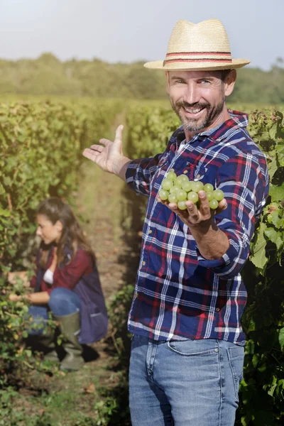 Чоловік Спостерігає Гроном Винограду — стокове фото