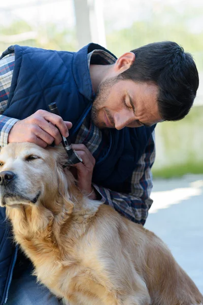 Portrait Homme Vérifiant Les Oreilles Chien — Photo