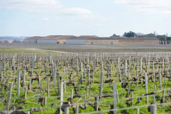 Vignards Tuscany Chianti Vignards — Fotografia de Stock