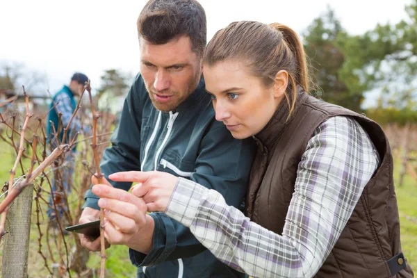 Winzer Bei Der Ernte Und Weinberg — Stockfoto