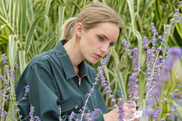 Kvinnlig Trädgårdsmästare Inspekterar Lavendel — Stockfoto