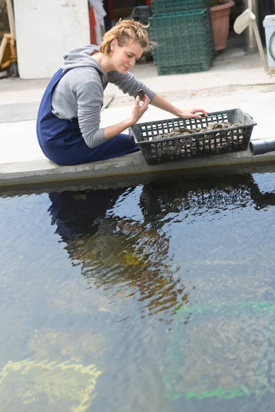 Woman Working Oysters — Stock Photo, Image