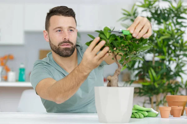 Człowiek Tworzy Koronę Małego Ozdobnego Drzewa Bonsai — Zdjęcie stockowe