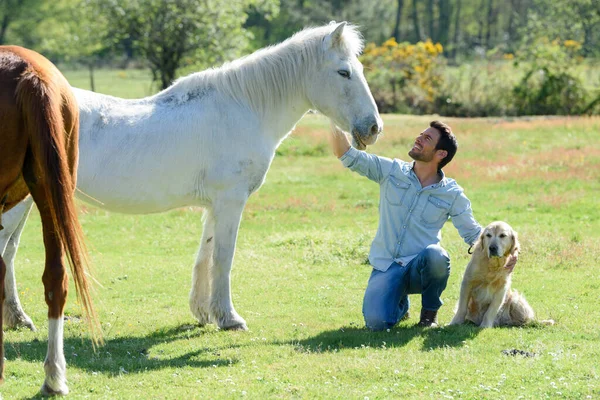 Portret Van Mens Met Paarden — Stockfoto