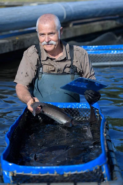 Fisk Gård Arbejdstager Ser Kameraet - Stock-foto