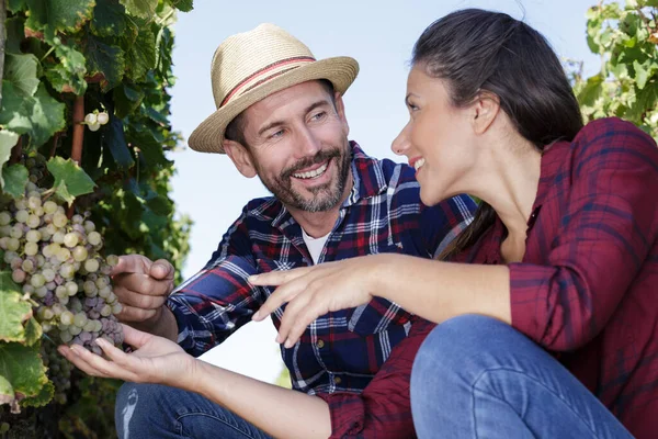 Young Couple Inspecting Fresh Grape Crop — Stock Photo, Image