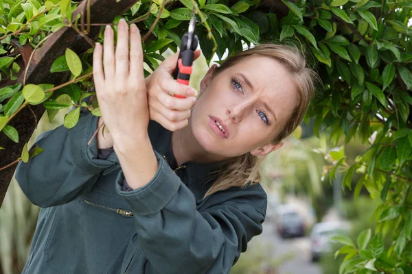 Kvinnlig Trädgårdsmästare Beskärning Trädet — Stockfoto