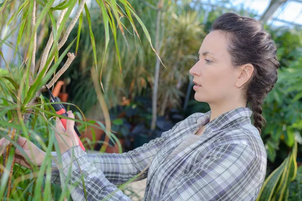 Vrouwelijke Tuinman Trimmen Planten — Stockfoto