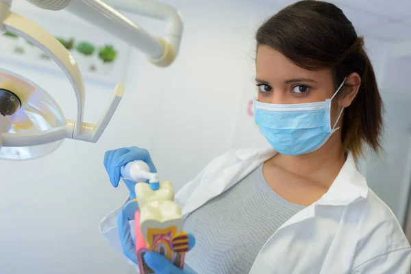Dentista Joven Que Muestra Cómo Cepillar Los Dientes Correctamente —  Fotos de Stock