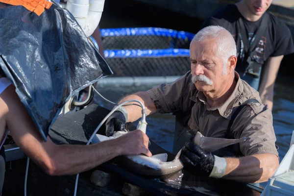 Fischer Ziehen Einen Fisch Aus Dem Boot — Stockfoto