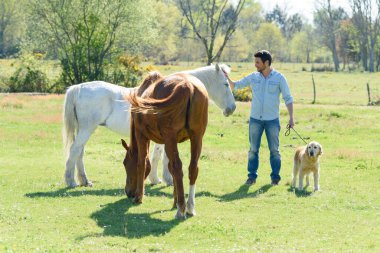 brown and white horse with man and dog clipart