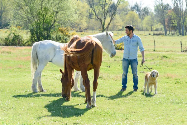 男と犬と茶色と白の馬 — ストック写真