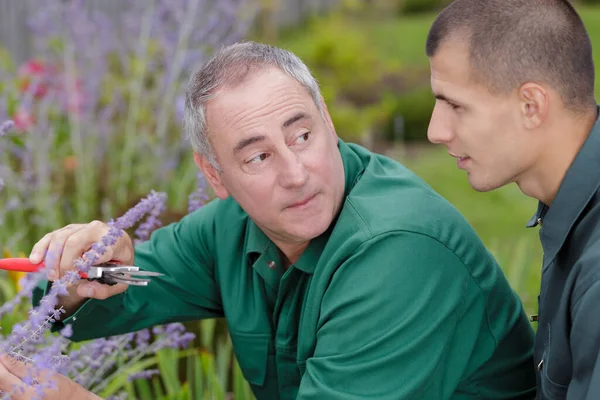 Hombre Aprendiz Corte Lavanda — Foto de Stock