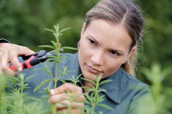 Vrouw Snoeien Boom Brunches Haar Tuin — Stockfoto