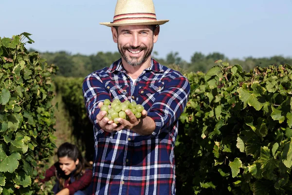 Hombre Feliz Con Sombrero Mostrando Ramo Uvas —  Fotos de Stock