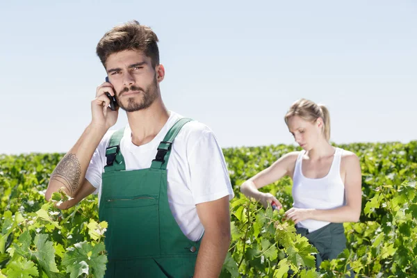 ブドウ畑で携帯電話を使っている男性労働者は — ストック写真