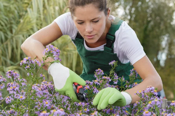 Mujer Jardinero Cortando Flores —  Fotos de Stock