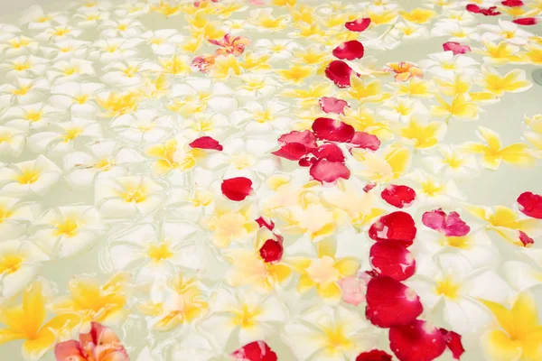 휴식을 위한 frangipani 꽃 가득한 스파 욕조 — 스톡 사진