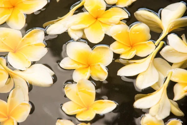 Frangipani spa flores fundo — Fotografia de Stock