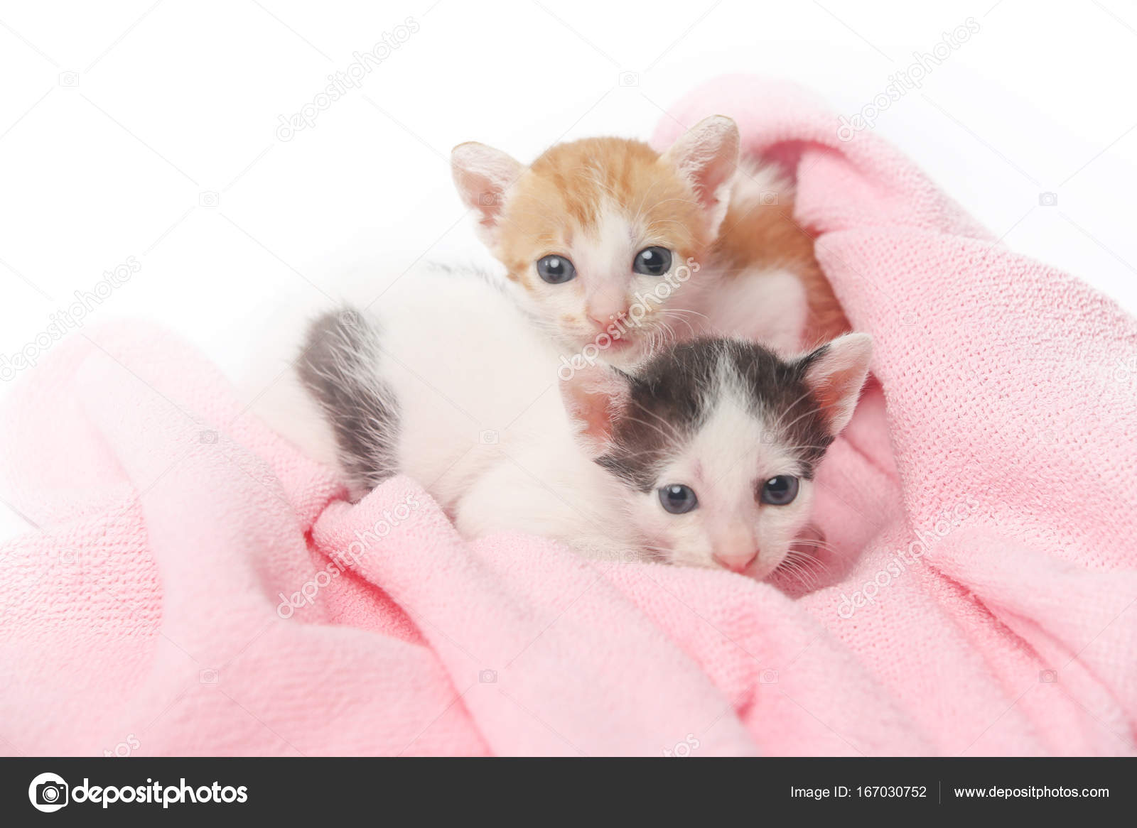 two cute baby kittens