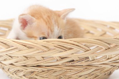 Şirin Bebek kitten basket - stüdyo çekimi poz