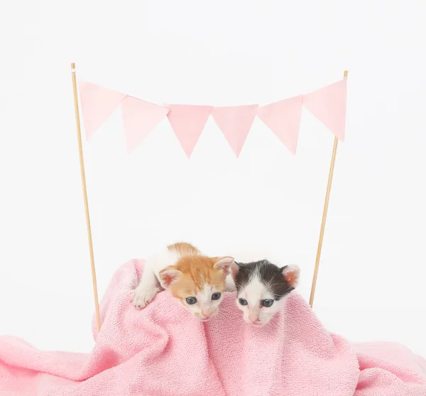 Lustiges Foto von zwei Katzen mit rosa Parteibanner — Stockfoto