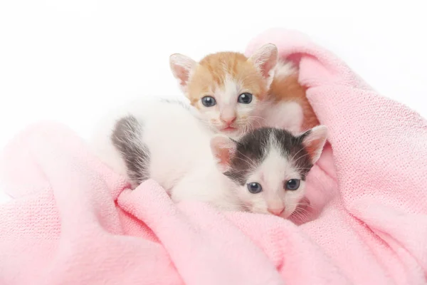 Dois gatinhos bonitos envoltos em cobertor rosa — Fotografia de Stock