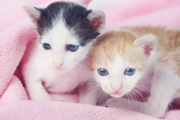 Dois gatinhos bonitos envoltos em cobertor rosa — Fotografia de Stock