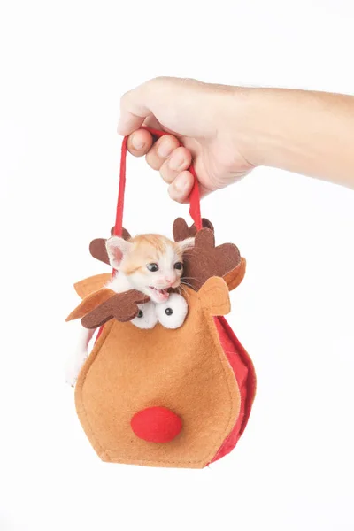 Estudio disparar de mano celebración bolsa de Navidad con bebé gatito dentro — Foto de Stock