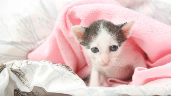 Studio tiro di cucciolo di gattino — Foto Stock