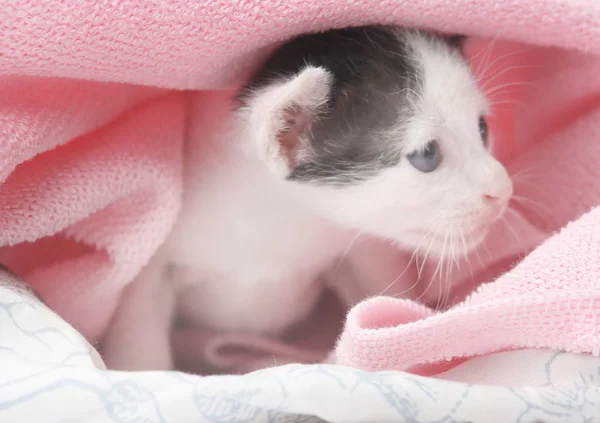 Gatinho bonito bebê envolto em cobertor rosa — Fotografia de Stock