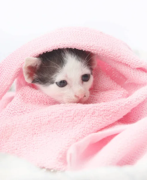 Милый котенок, завернутый в розовое одеяло — стоковое фото