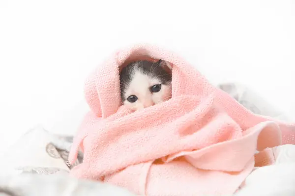 Lindo gatito bebé envuelto en manta rosa — Foto de Stock