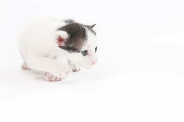 Bebek kedi yavrusu stüdyo çekimleri — Stok fotoğraf