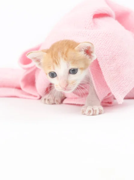 Niedliche Baby-Kätzchen in rosa Decke gewickelt — Stockfoto