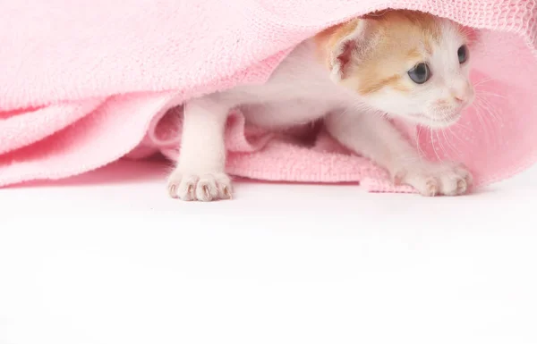 Lindo gatito bebé envuelto en manta rosa — Foto de Stock