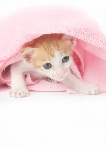 Gatinho bonito bebê envolto em cobertor rosa — Fotografia de Stock