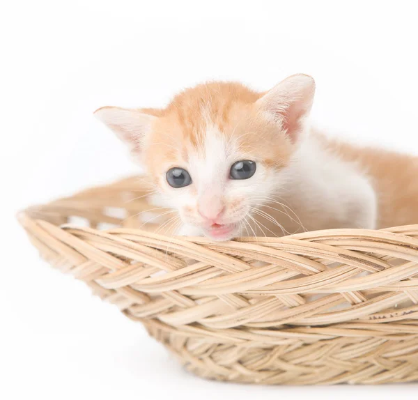 Niedliches Baby-Kätzchen posiert im Korb - Studio-Shooting — Stockfoto