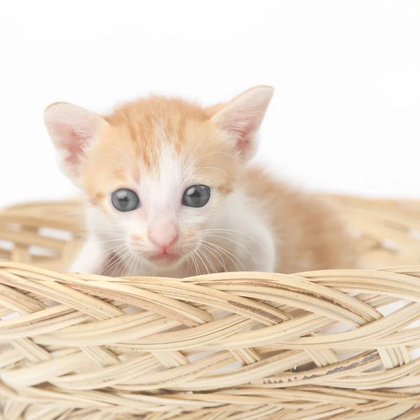 かわいい赤ちゃん子猫バスケット - スタジオ撮影でポーズ — ストック写真