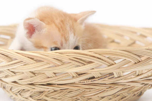 Şirin Bebek kitten basket - stüdyo çekimi poz