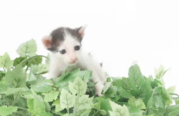 Kitten słodkie dziecko pozowanie w zielonych liściach - strzelać studio — Zdjęcie stockowe