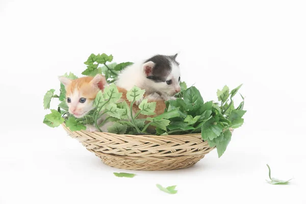Zwei süße Babys posieren in einem Korb voller grüner Blätter - Studioaufnahme — Stockfoto