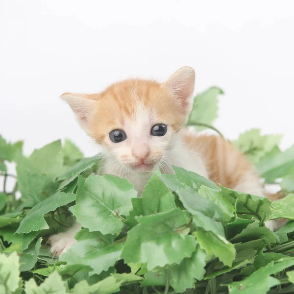 Niedliches Baby-Kätzchen posiert in grünen Blättern - Studio-Shooting — Stockfoto