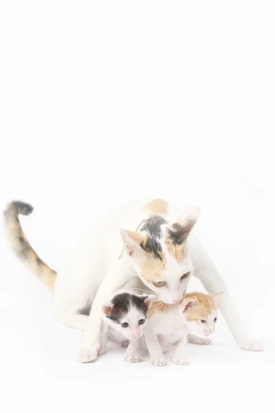 Захисна мати-кішка з двома немовлятами — стокове фото